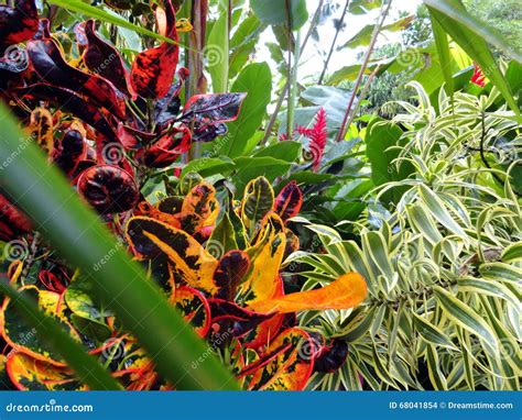 Plantas De La Selva Tropical Costa Rica Foto De Archivo Imagen De