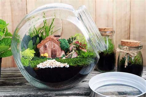 5 Cara Membuat Terrarium Sederhana Mewah Dan Low Budget