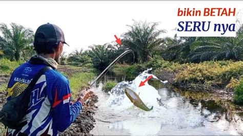 BIKIN BETAH MANCING IKAN GABUS DI SINI Casting Ikan Gabus YouTube