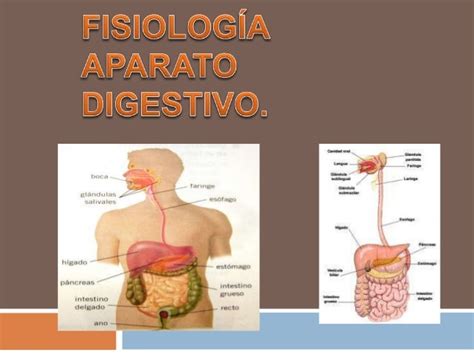 Fisiologia Aparato Digestivo