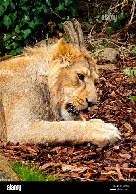 Female African Lion Panthera Leo Hi Res Stock Photography And Images