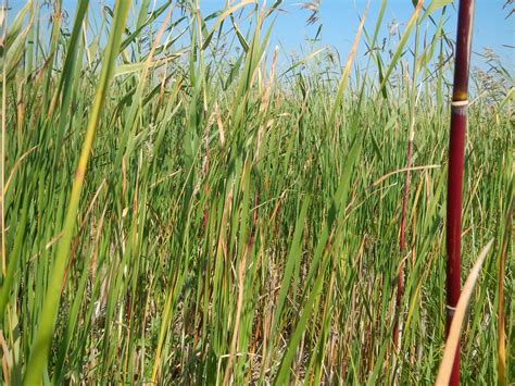 Phragmites Australis Ssp Americanus American Common Ree Flickr