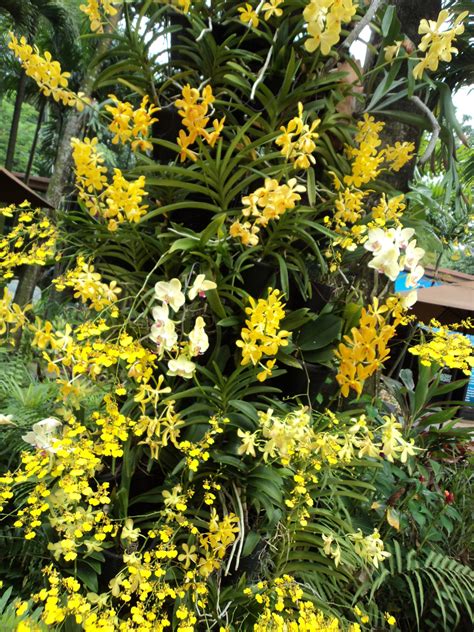 Yellow Flower Stems On Orchids at Ellen Robin blog