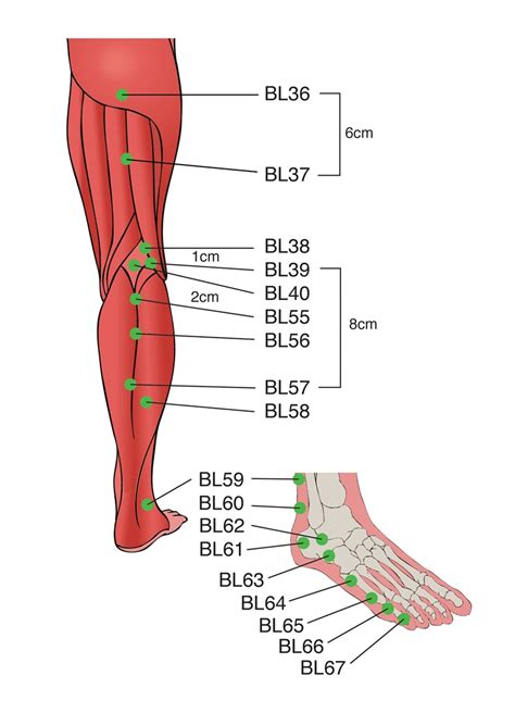 Acupuncture Points Chart Legs List Of Acupuncture Points