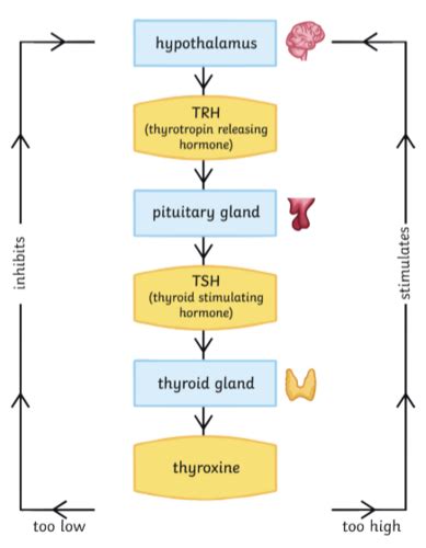 Biology 2201 Unit 3 The Nervous System The Endocrine System And