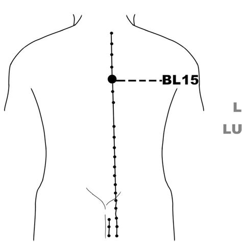Locations Of Acupoints Cv14 Juque On The Anterior Meridian Line Of