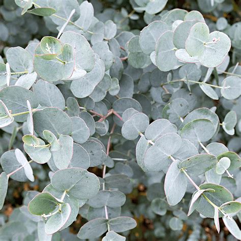 Eucalyptus