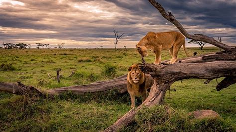 GRAN Documental La Ultima Leona Leones SALVAJE YouTube