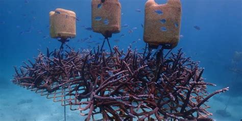 Rebuilding Australias Coral Reefs University Of Technology Sydney