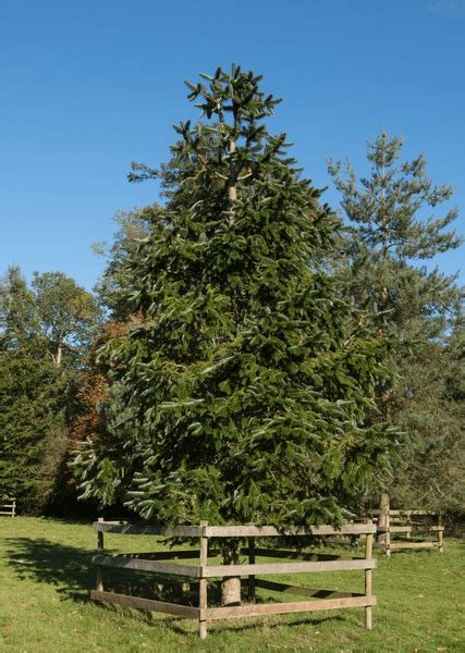 15 Abies Spectabilis Images Stock Photos 3d Objects And Vectors