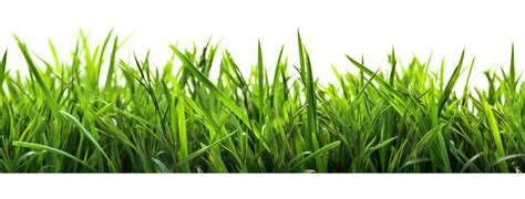 Grass Coloring Page Stock Photos Images And Backgrounds For Free Download