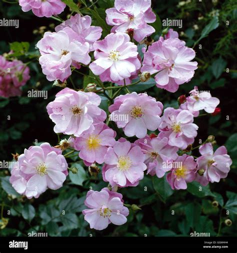 Rosa lavender dream hi-res stock photography and images - Alamy