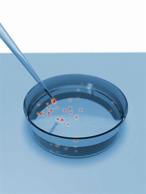 Culturing Stem Cells Photograph by Gunilla Elam / Science Photo Library ...