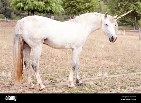 Langes einhorn -Fotos und -Bildmaterial in hoher Auflösung – Alamy