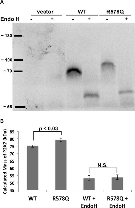 Figure 5 From The C Terminus Of Human Nucleotide Receptor P2x7 Is