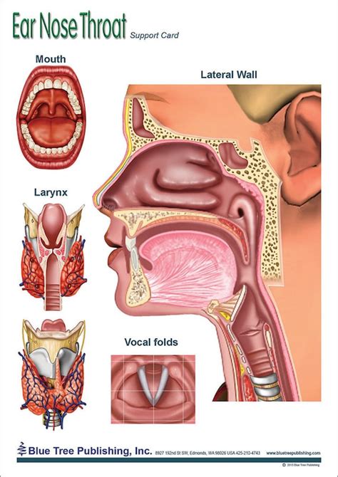 Ear Nose Throat Chart X Throat Anatomy Ear Anatomy Human Anatomy