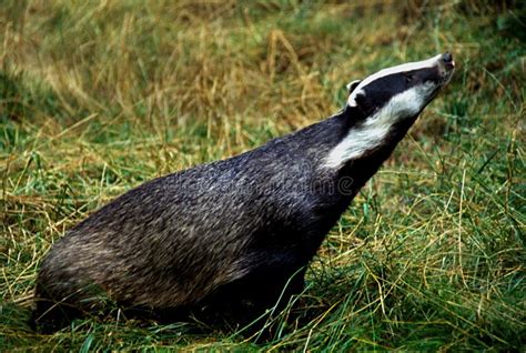 Badger stock image. Image of aggressive, burrow, protecting - 4074375