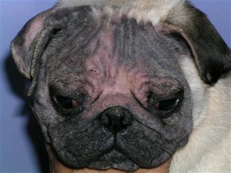 how to get rid of demodex on dogs