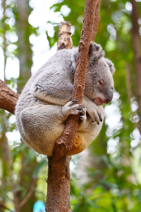 Un Oso Koala Est Dormido En Un Rbol Imagen De Archivo Imagen De