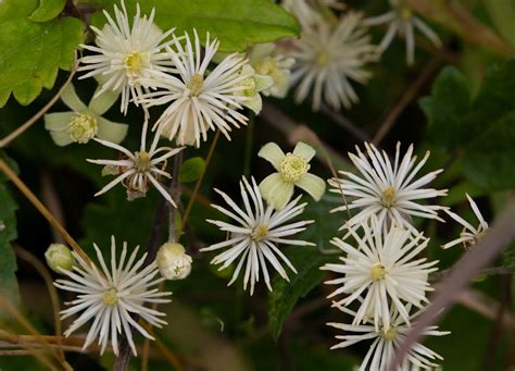Blomster Gamle Mand Skæg Clematis Gratis Foto På Pixabay