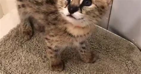 Serval Kittens 9gag