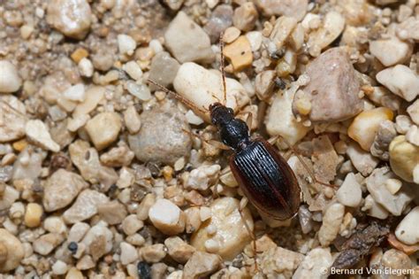 Ground Beetle Species Bernard Van Elegem
