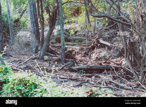 Wild Wallabies Encountered On The Path Surrounded By Thick Vegetation
