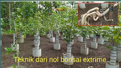 Ground Bonsai Waru Extrime YouTube