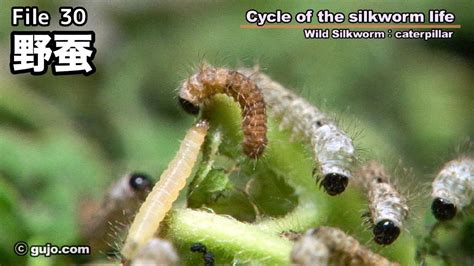 【蚕の一生】cycle Of The Silkworm Life 3033 野蚕 Youtube