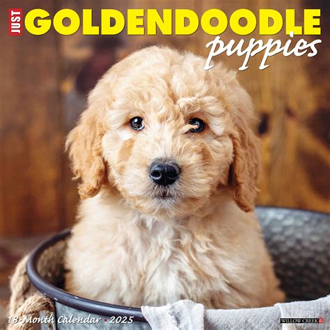 Goldendoodle Puppies Kalender Kopen Bestel Eenvoudig Online