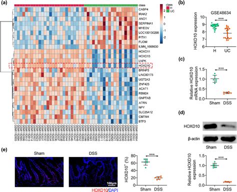 Figure From Hoxd Regulates Intestinal Permeability And Inhibits