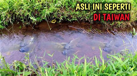 Untung Bawa Umpan Banyak Nemu Rombongan Ikan Di Selokan Mancing