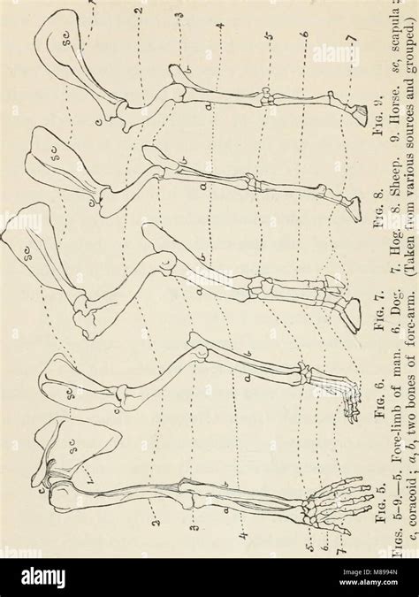 Evoluci N Su Naturaleza Sus Evidencias Y Su Relaci N Con El