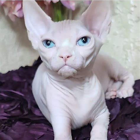 Naked Cats For Sale Naked Cat For Sale What Are Naked Hairless Cats