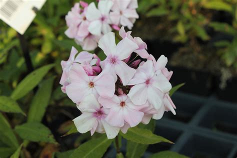 Phlox Paniculata Rosa Pastell Verhulst Van Ryckeghem