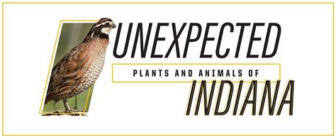 Unexpected Plants and Animals of Indiana: Northern Bobwhite Quail