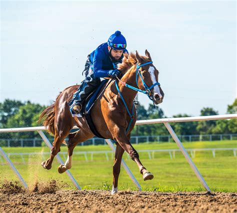 Thoroughbred Training | Highlander Training Center | United States