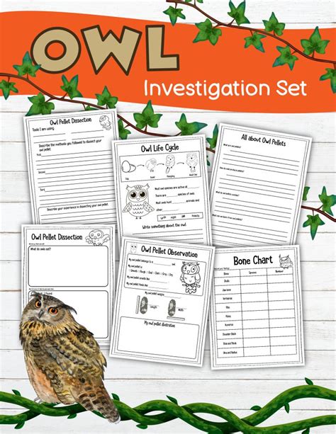 The Owl Pellet Investigation Pack Is Perfect For Observations Worksheets Library