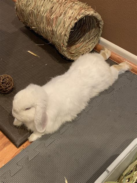 spooky hime on Twitter: "HE DID IT HE DID IT THE LEGENDARY BUNNY SPLOOT…