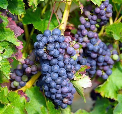 fruit grapes healthy  photo  pixabay