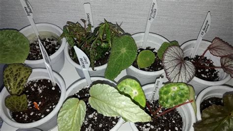 КОМНАТНЫЕ РАСТЕНИЯ(ЦВЕТЫ).БЕГОНИИ. - YouTube