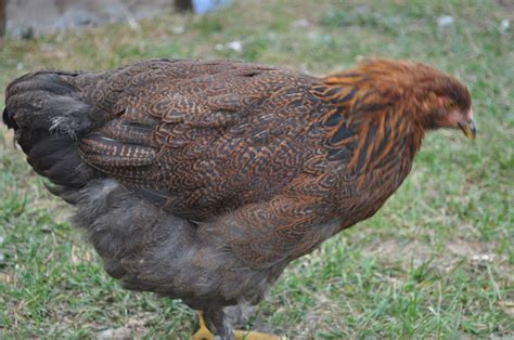 12 week old Partridge Cochin | BackYard Chickens - Learn How to Raise ...