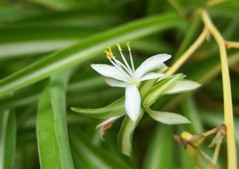 Lazo De Amor O Chlorophytum Comosum Cuidados Gu A Completa