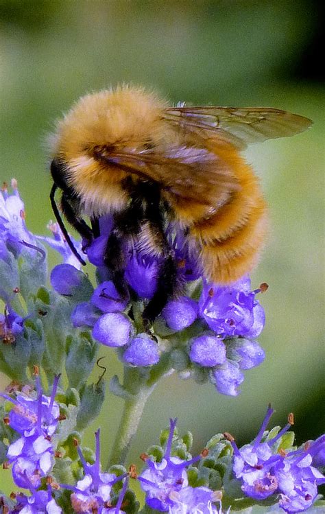 Fuzzy Honey Bee Photograph by Richard Rutan - Pixels