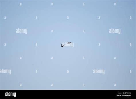 Gadwall Drake And Hen Stock Photo Alamy