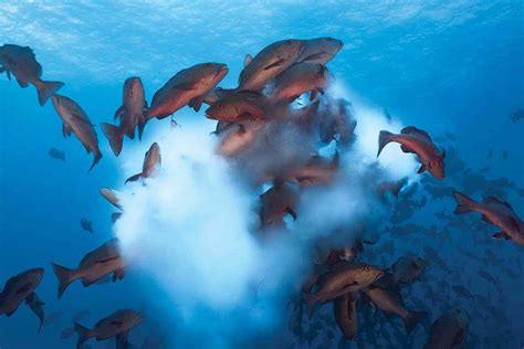 Mass of spawning fish make a milky way on a coral reef | New Scientist