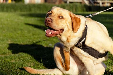 Eco-Friendly Flea Solutions: Safe and Natural Ways to Protect Your Home - Hunter Games Magazine