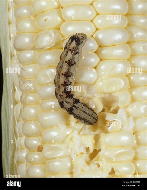 African Or Old World Bollworm Corn Earworm Or Tomato Fruitworm Helicoverpa Armigera