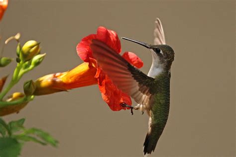 Hummingbird Happiness – Backyard Bird Nerd