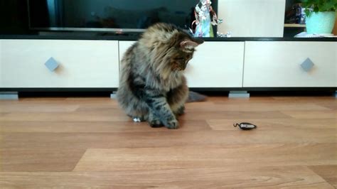 Игра в кошки - мышки - YouTube